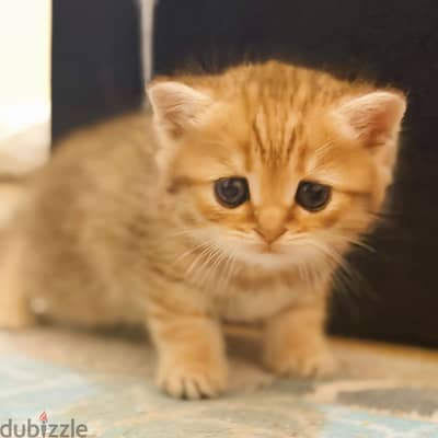 Scottish cat Ny25 قط سكوتش بلاك جولد