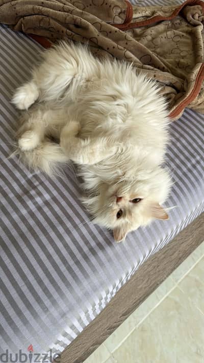 Minou