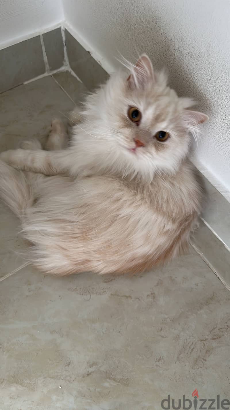 Minou 1