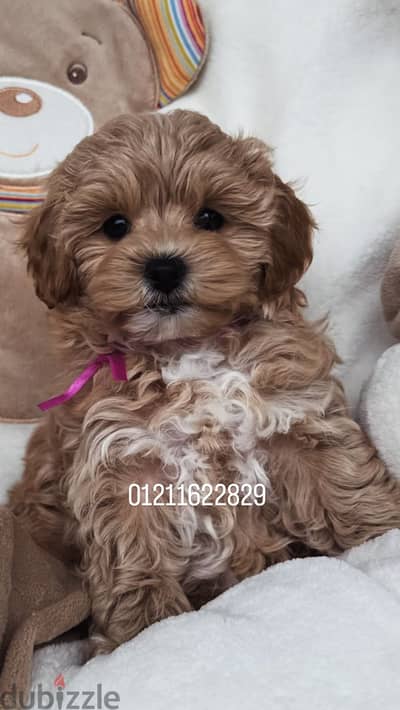 Poodle x maltipoo puppies اجمل جراوي مالتيبو