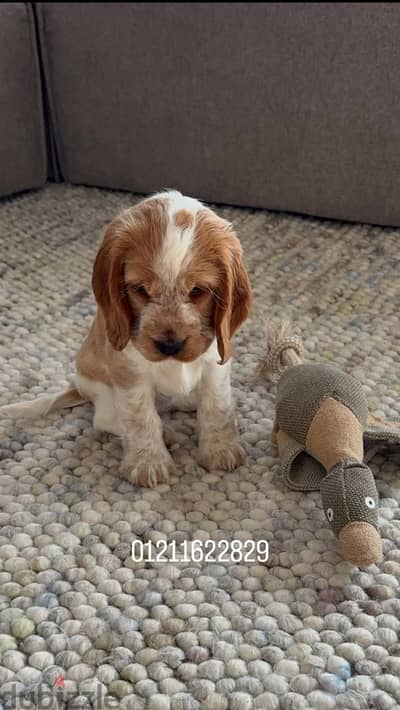 Cocker spaniel puppies اجمل جراوي كوكر