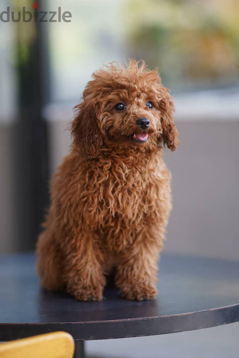 toy poodle 1