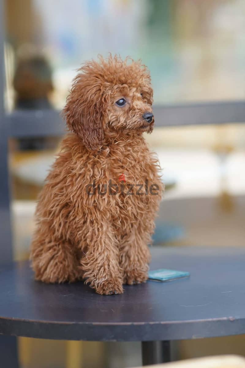 toy poodle 3