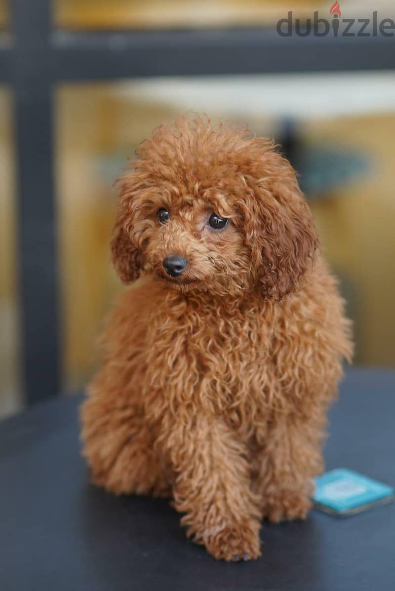 toy poodle 4