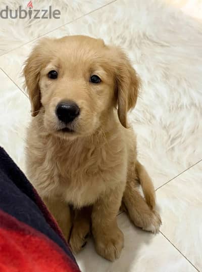 golden retriever بنوته جولدن