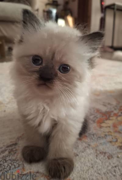 Himalayan Boy Kitten