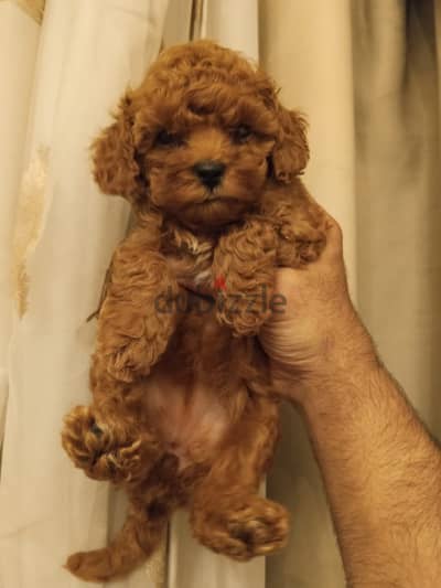Toy poodle