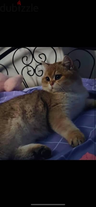 Special Scottish Fold Gold Kitten