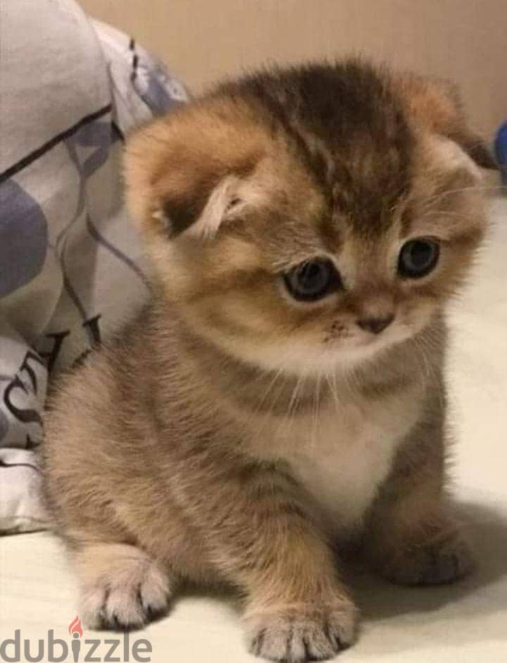 Special Scottish Fold Gold Kitten 1