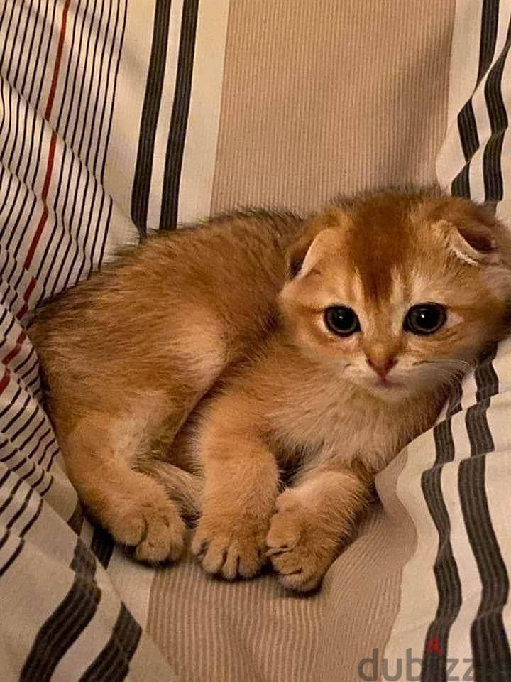 Special Scottish Fold Gold Kitten 2