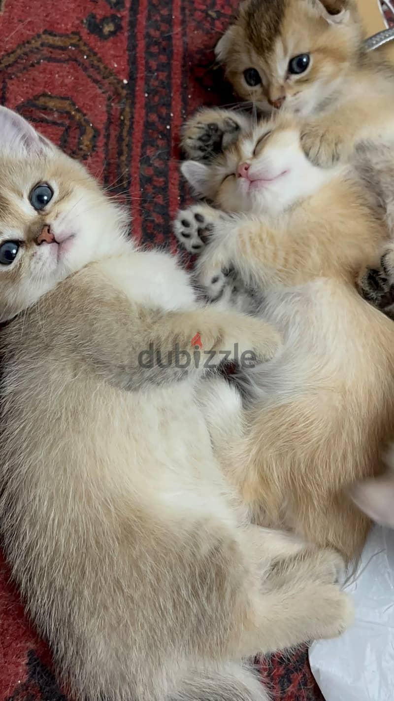 Special Scottish Fold Gold Kitten 3