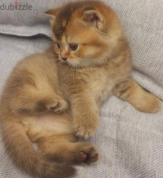 Special Scottish Fold Gold Kitten 5