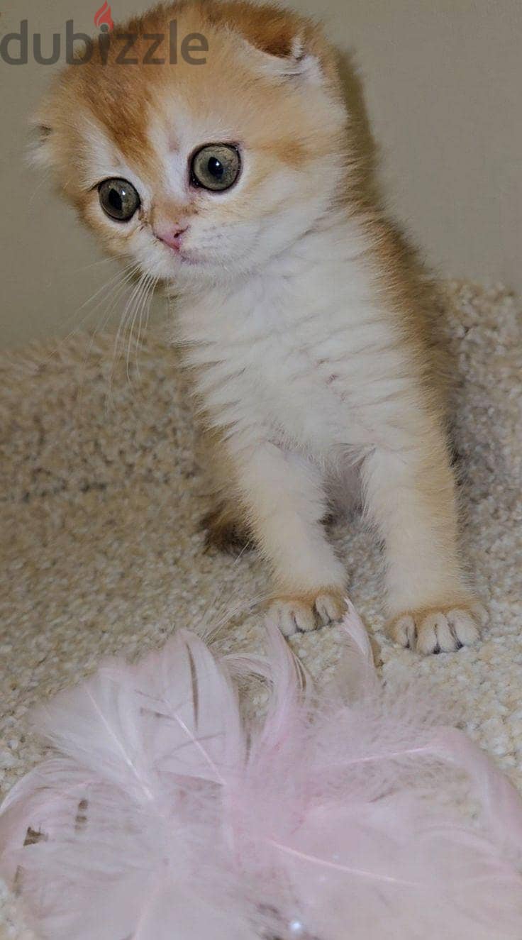 Special Scottish Fold Gold Kitten 7