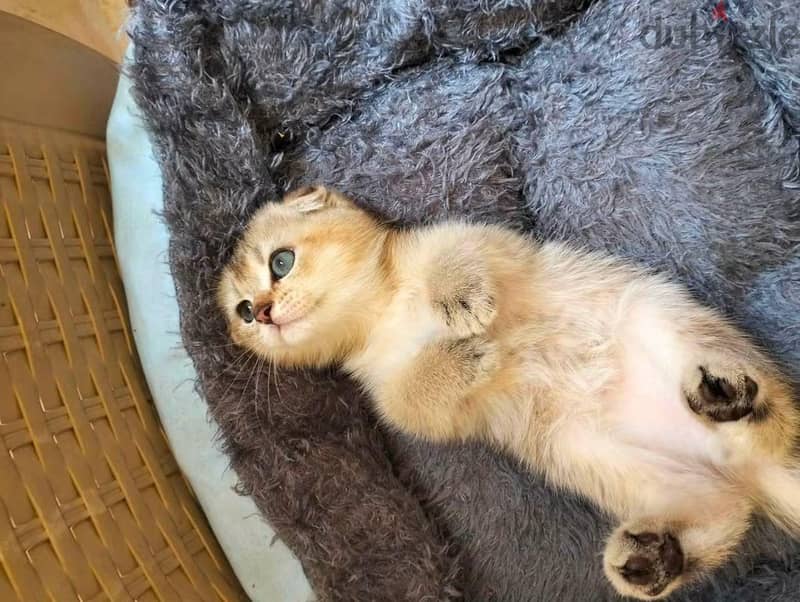 Special Scottish Fold Gold Kitten 8