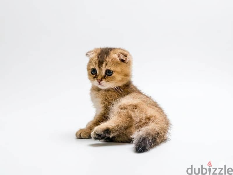 Special Scottish Fold Gold Kitten 9