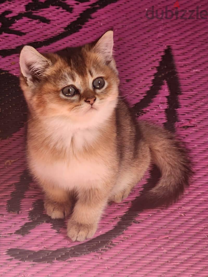 Special Scottish Fold Gold Kitten 10