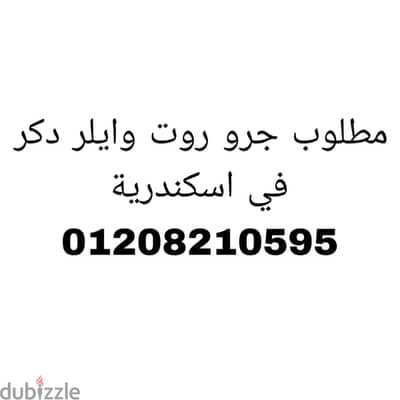 مطلوب جرو روت وايلر في اسكندرية