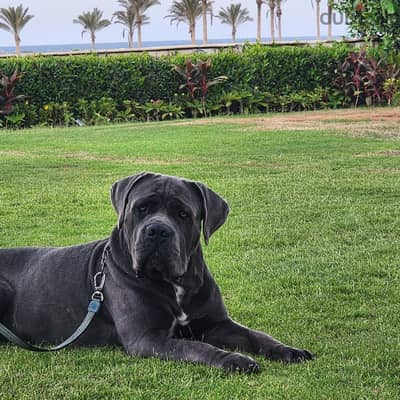 cane corso dogs
