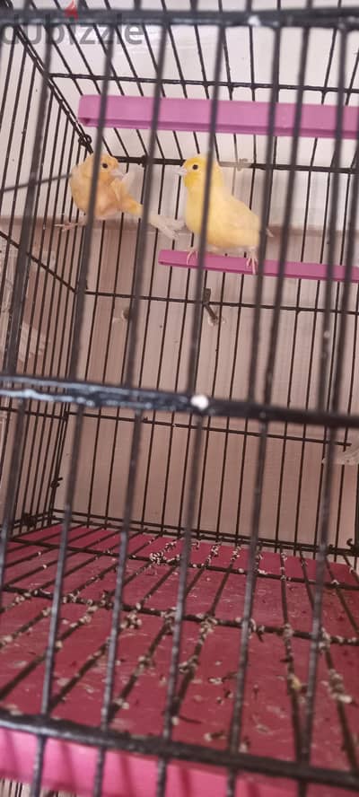 كناري