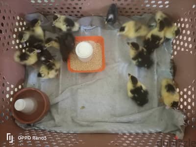 طيور بيتي
