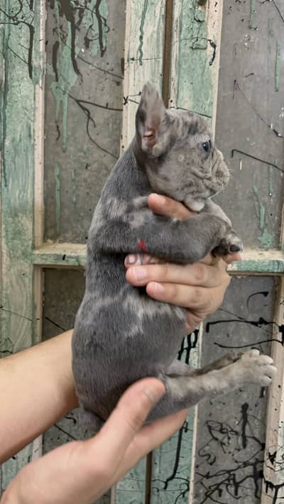 French bulldog puppy