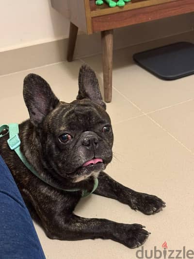 French bulldog