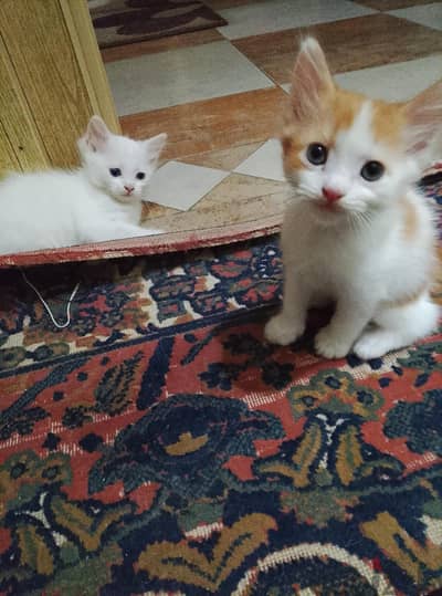 قط مشمشى  ذكر وابيض انثى شيرازى