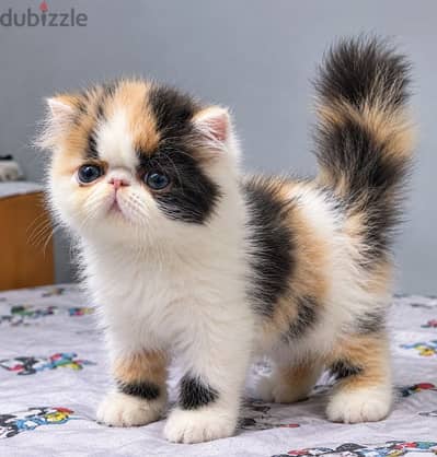 persian calico female