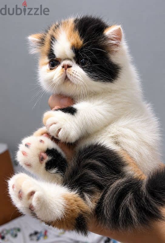 persian calico female 1