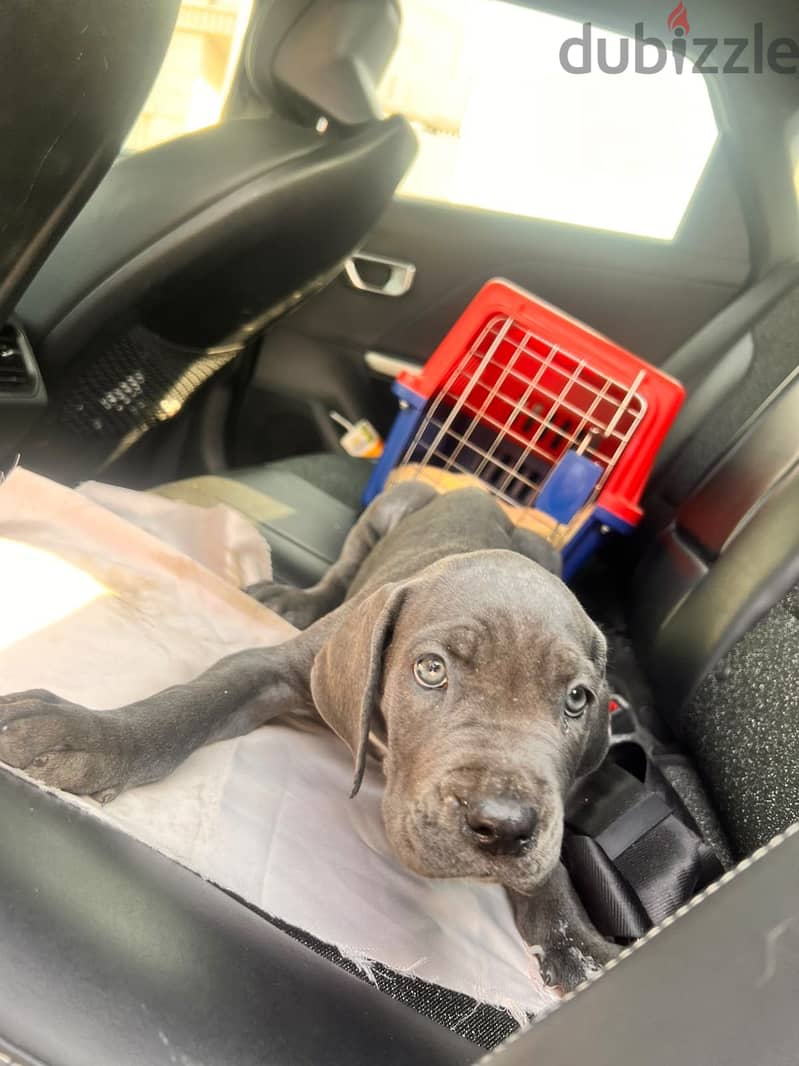 cane corso dogs 3