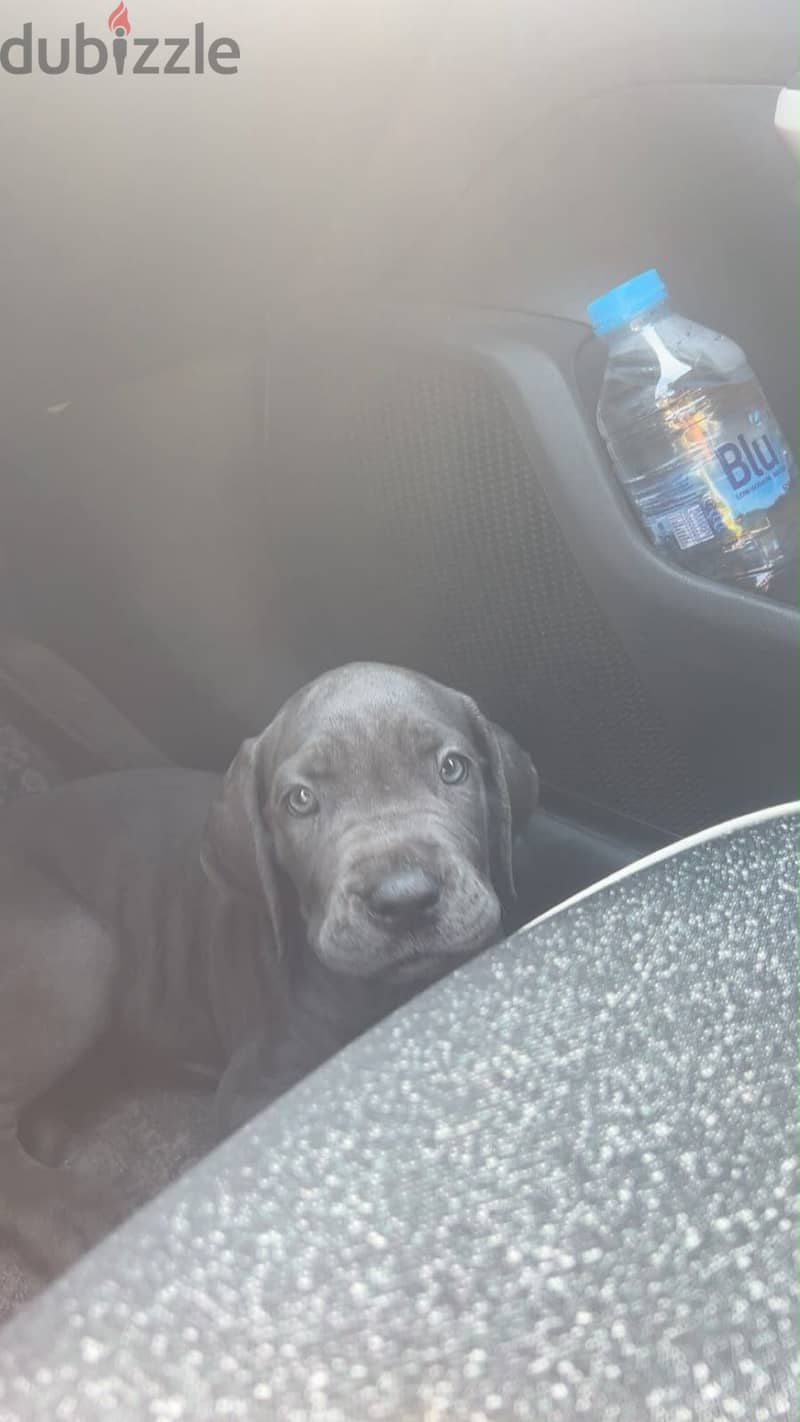 cane corso dogs 4