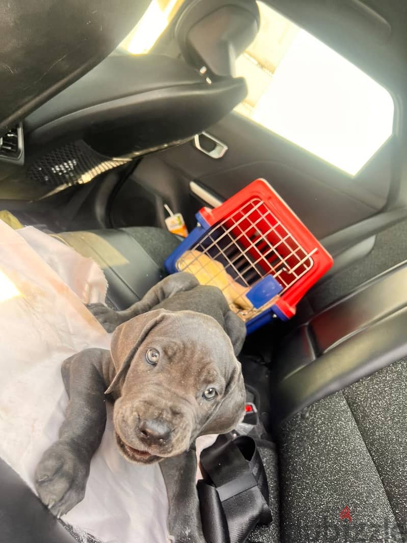 cane corso dogs 5
