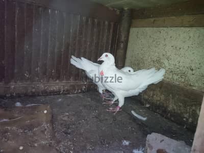 قص حمام لاحم فرنسي شغال