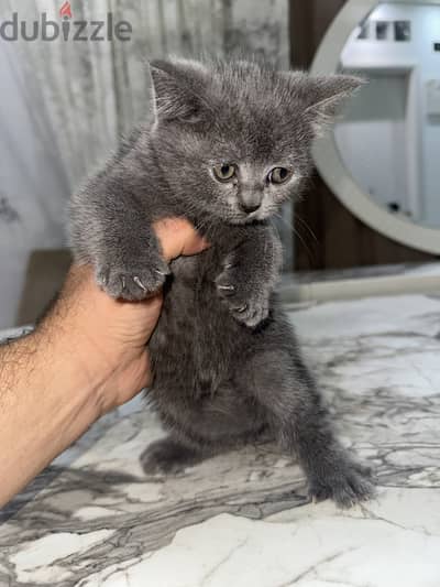قطة بريتش شورت هير British Shorthair Cat حاصلة على كافة التطعيمات
