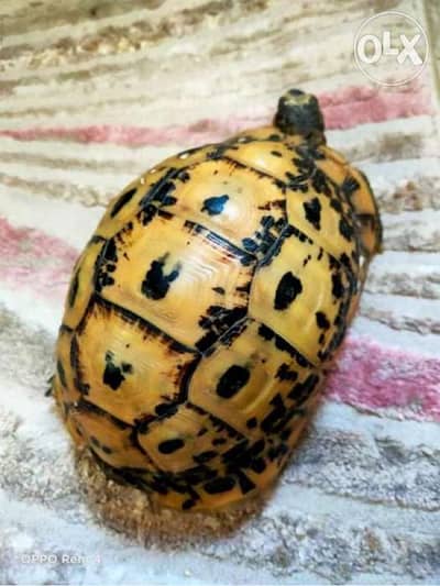 سحلفة حجم متوسط