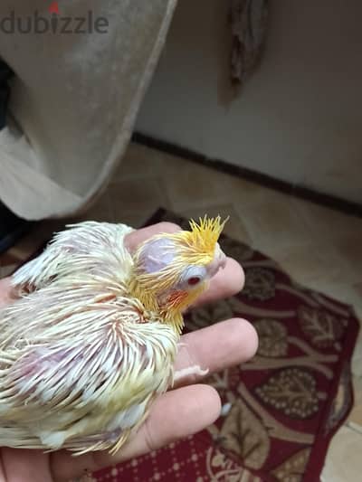 كوكتيل لاتيني للتاكيل اليدوى