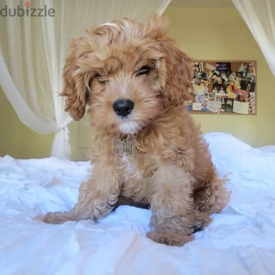 مالتيبو puppy maltipoo