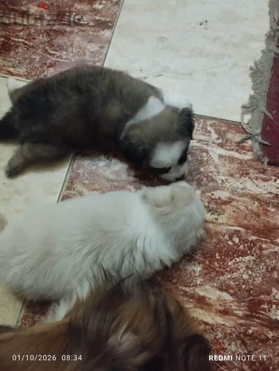 2 جرو لولو جريفون