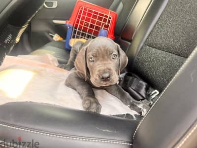 2 Cane corso puppies