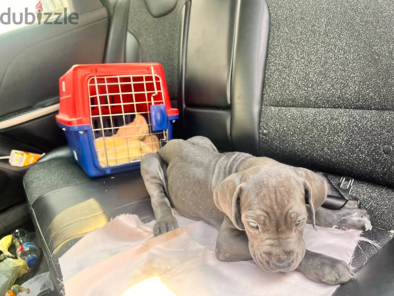 2 Cane corso puppies 1