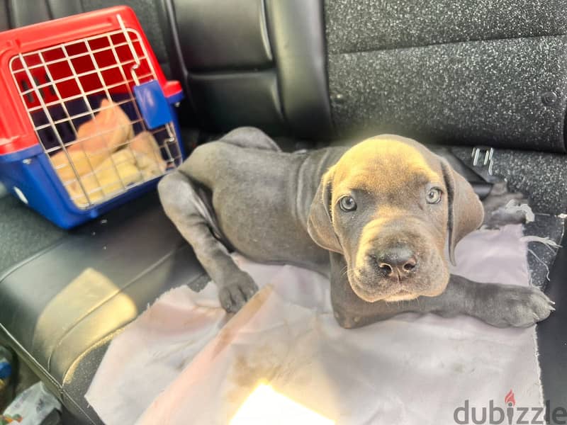 2 Cane corso puppies 2