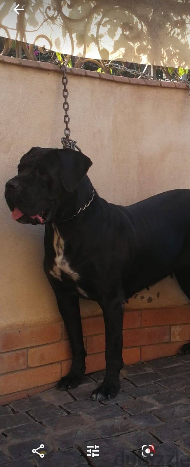 2 Cane corso puppies 3