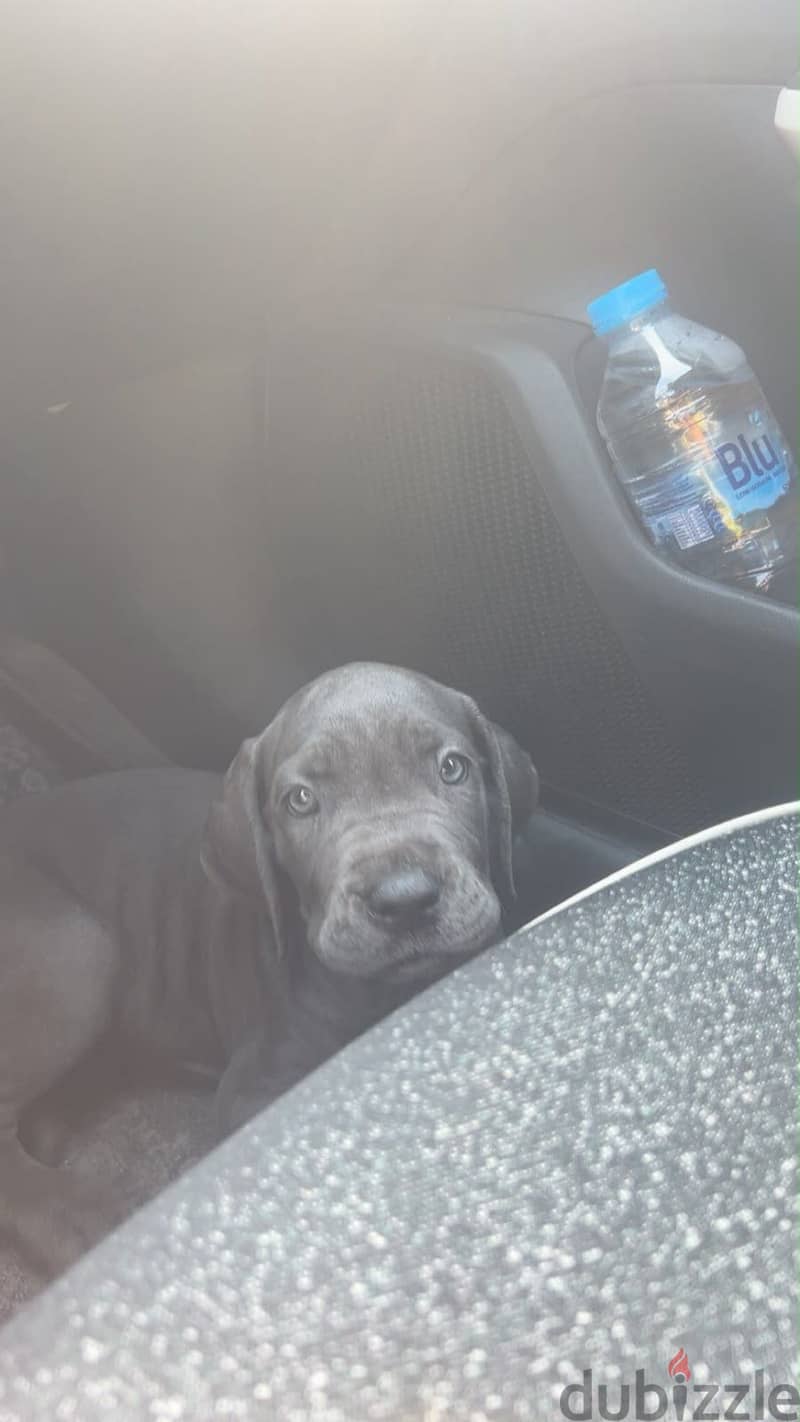 2 Cane corso puppies 5