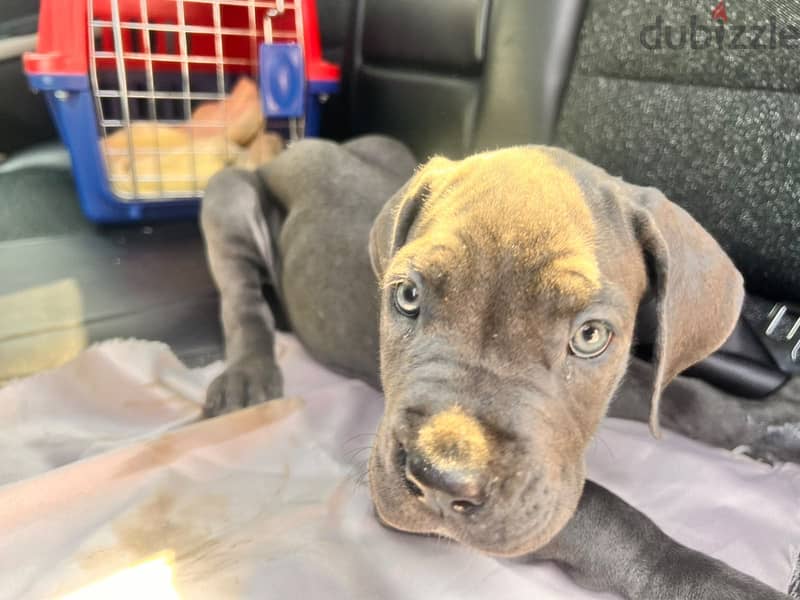 2 Cane corso puppies 6