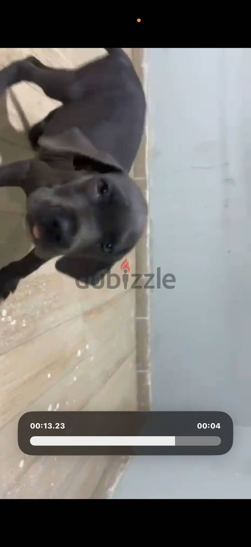 2 Cane corso puppies 7