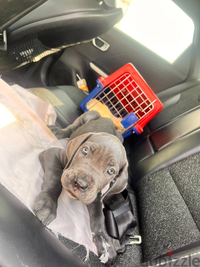 2 Cane corso puppies 9