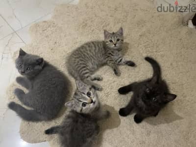 British Shorthair kittens - قطط بريتش شورت هير