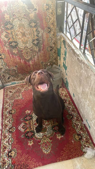 لابلادور شوكليت