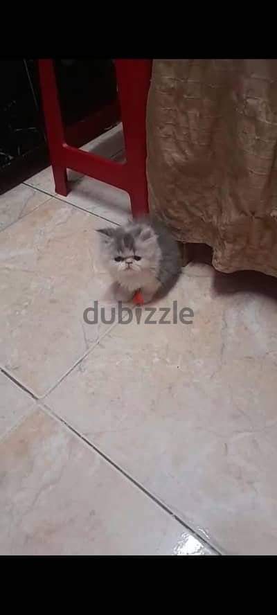 متاح بنوته كاليكو هاف بيكي فيس أطرف قصيرة وشعر كثيف