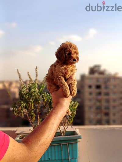 toy poodle